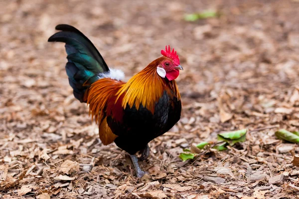 Beautiful Rooster. — Stock Photo, Image