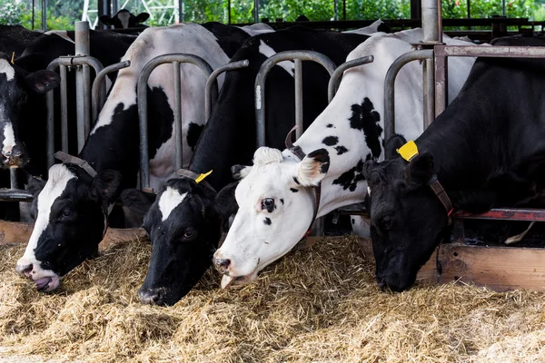 Krávy na farmě — Stock fotografie
