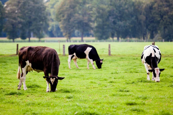 Cows on meadow — Stock Photo, Image