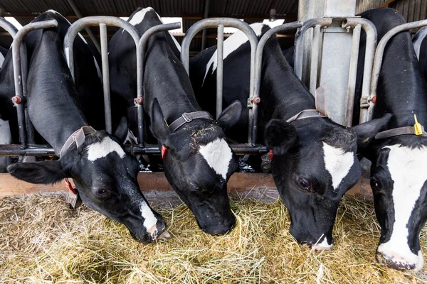 Vacas em uma fazenda — Fotografia de Stock