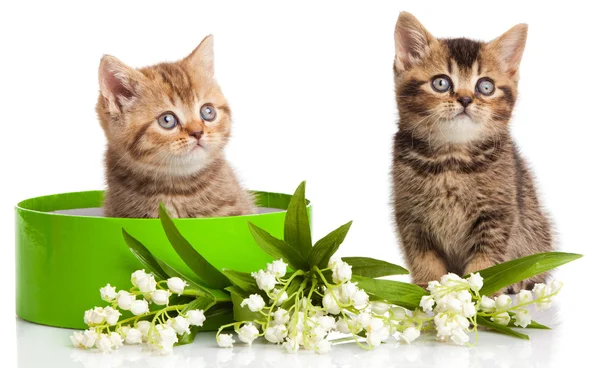Kittens in doos van de gift — Stockfoto
