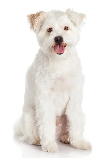 Cão bonito — Fotografia de Stock