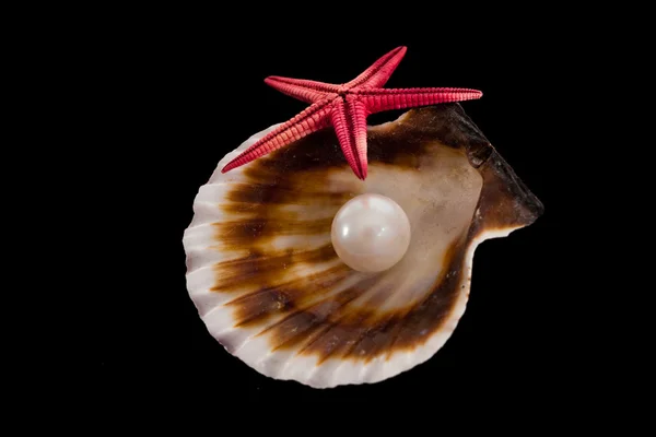 Pearl on the seashell. — Stock Photo, Image