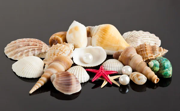 Exotic sea shell — Stock Photo, Image
