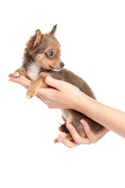 Hands holding chihuahua — Stock Photo, Image