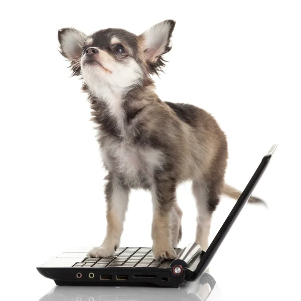 Cane chihuahua sul computer portatile — Foto Stock