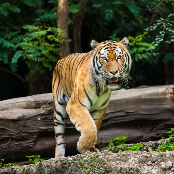Животные - тигр — стоковое фото