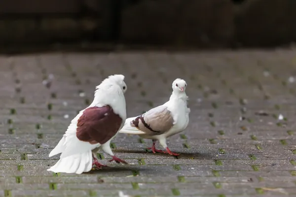 Due colombe amorevoli. Due piccioni — Foto Stock