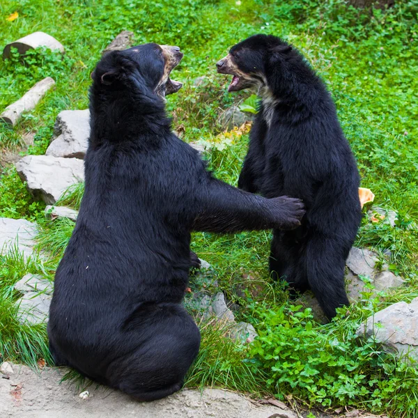 Black Bear — Stock Photo, Image