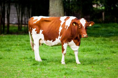 çayır üzerinde ineklerin