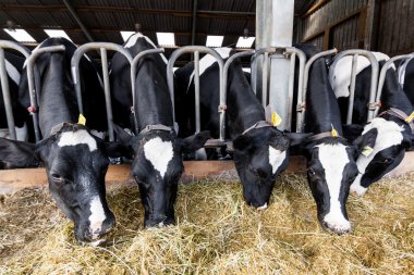 Çiftlikteki inekler. Çiftlikteki süt inekleri.