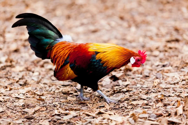 Beautiful Rooster. — Stock Photo, Image