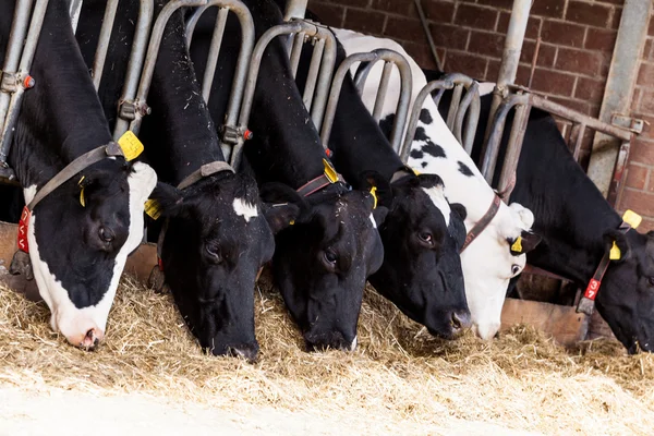 Koeien op een boerderij. Melkkoeien op een boerderij. — Stockfoto