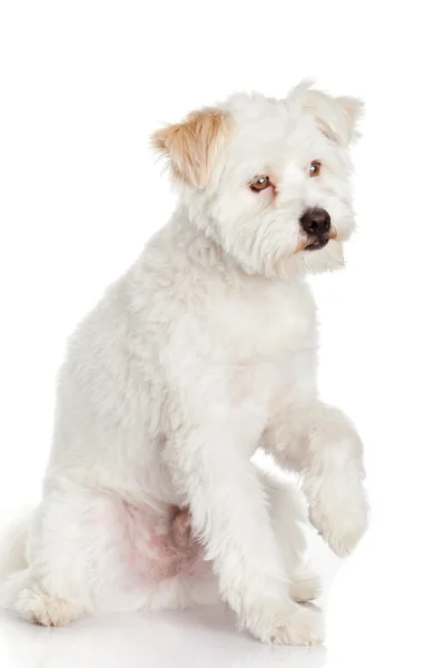 Perro blanco sobre fondo blanco — Foto de Stock