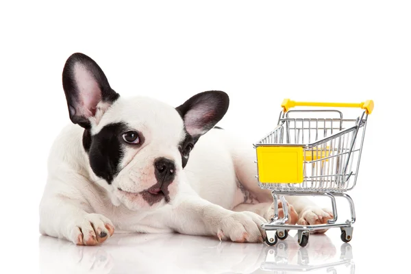 Bulldog francês com carrinho de compras isolado em branco . — Fotografia de Stock