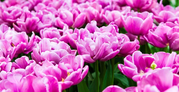 Красивое поле тюльпанов — стоковое фото