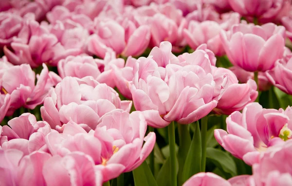 Барвисті тюльпани . — стокове фото