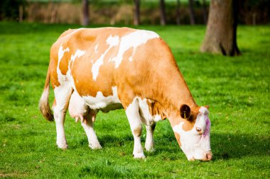 çayır üzerinde ineklerin