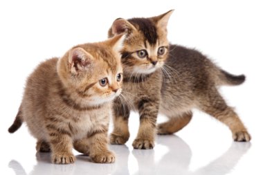 iki yavru kedi