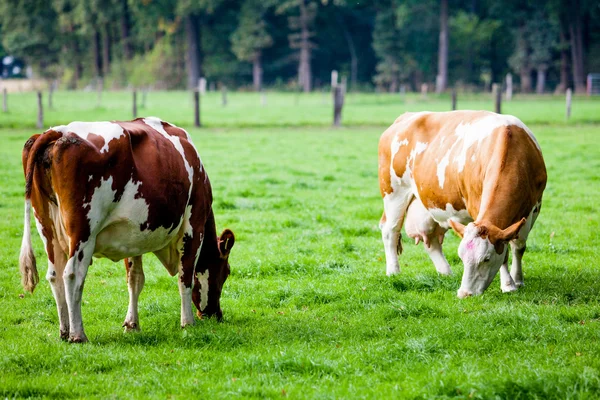 Koeien op de weide — Stockfoto