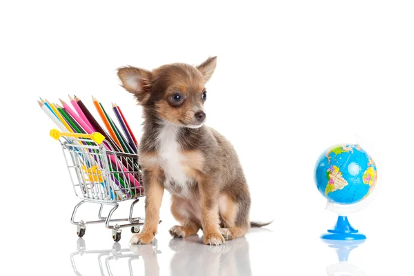 Hund mit Bleistift und Globus — Stockfoto