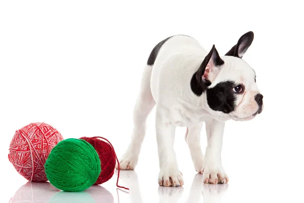 Franse bulldog puppy met een wol ballen — Stockfoto