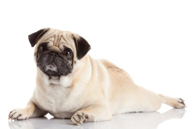 pug dog isolated on a white background clipart