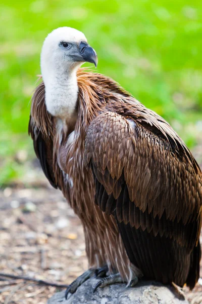 欧亚狮鹫-秃鹫 — 图库照片
