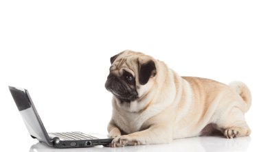 Laptoplu Pug Dog..