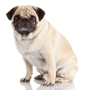 Pug Dog beyaz arkaplanda izole edildi