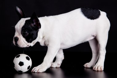 Fransız bulldog yavrusu siyah arka plan üzerinde topu ile