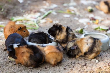 eskiden şiling şimdi pigs