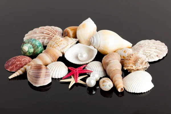 De exotische sea shell — Stockfoto