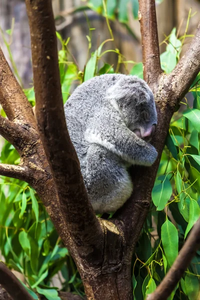 Spanie koale. Miś Koala — Zdjęcie stockowe