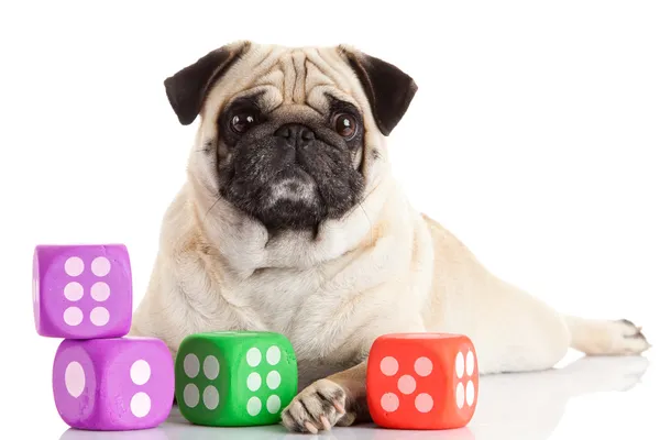 Pug dog isolated on a white background — Stock Photo, Image