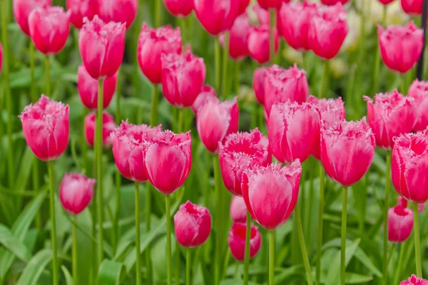 美しいチューリップ フィールドです。美しい春の花. — ストック写真
