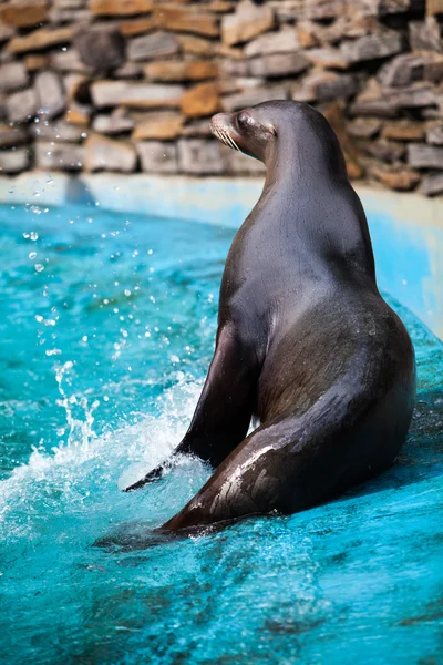 Sjölejon. — Stockfoto