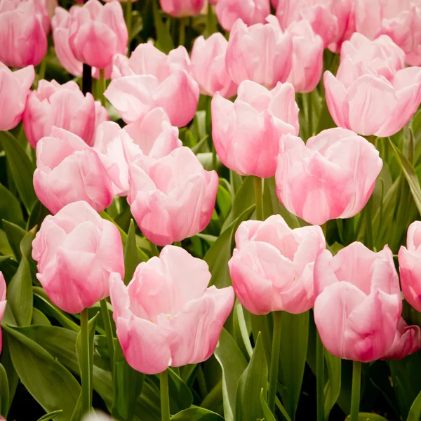 Kleurrijke tulpen. — Stockfoto