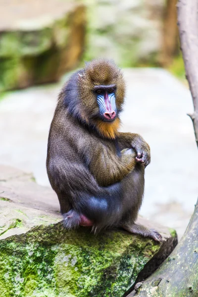 Retrato de um mandril . — Fotografia de Stock