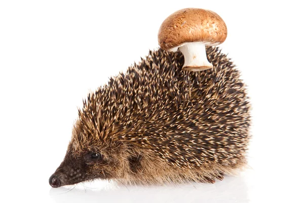 Hedgehog op een witte achtergrond. Egel met paddestoel — Stockfoto