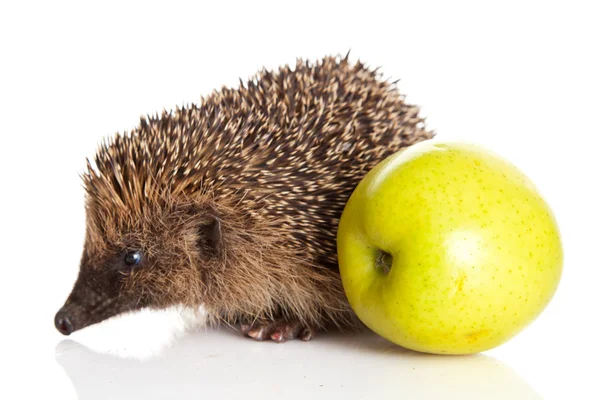 Hedgehog with apple — Stock Photo, Image
