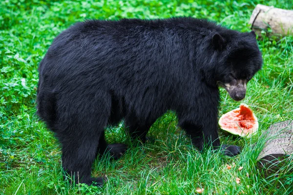 Black Bear — Stock Photo, Image