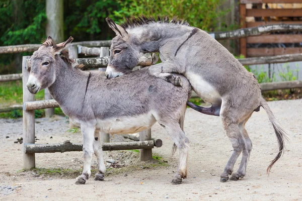 Two donkeys — Stock Photo, Image