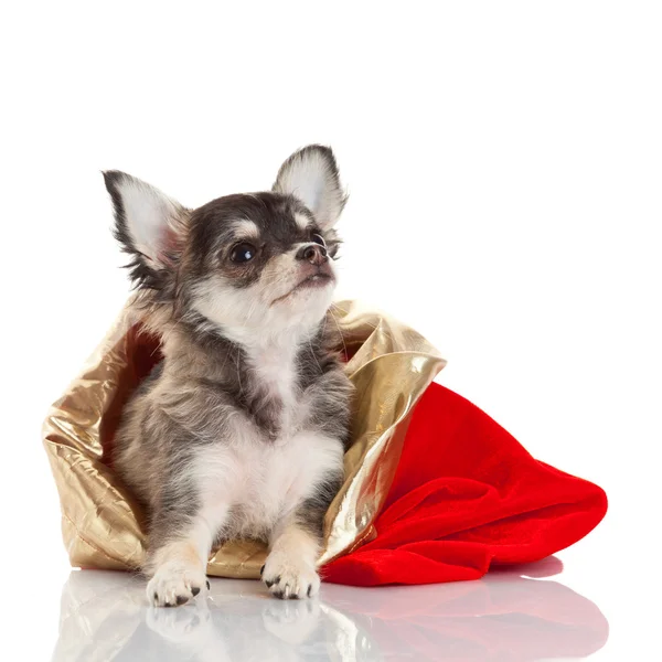 Chihuahua puppy voor Kerstmis — Stockfoto