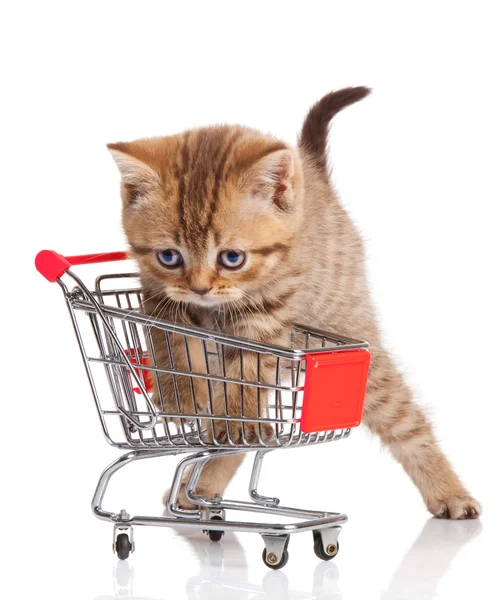 British cat with shopping cart isolated on white. — Stock Photo, Image