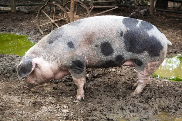 Hayvanat bahçesindeki domuz — Stok fotoğraf
