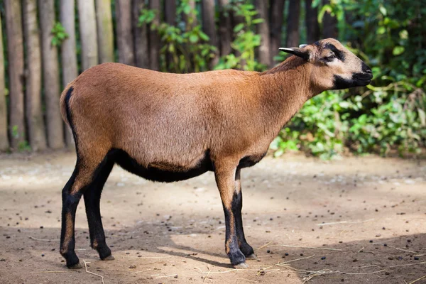 Goat at the zoo — Stock Photo, Image
