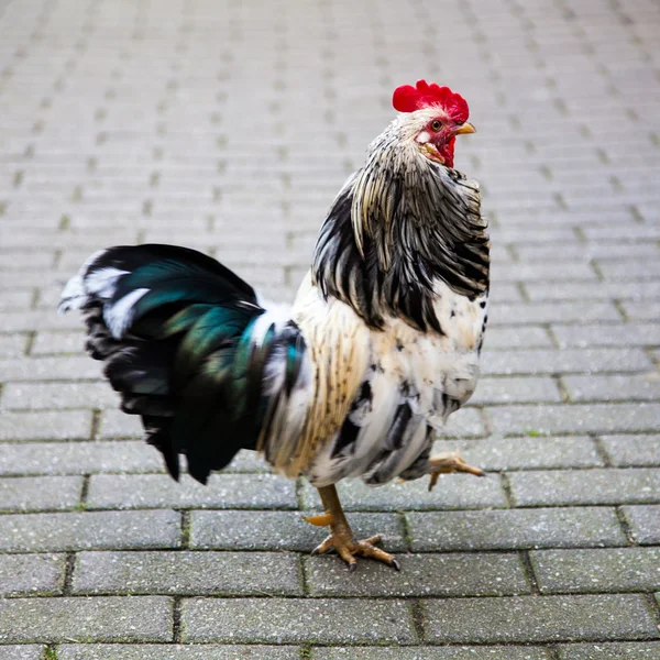 Beautiful Rooster. — Stock Photo, Image