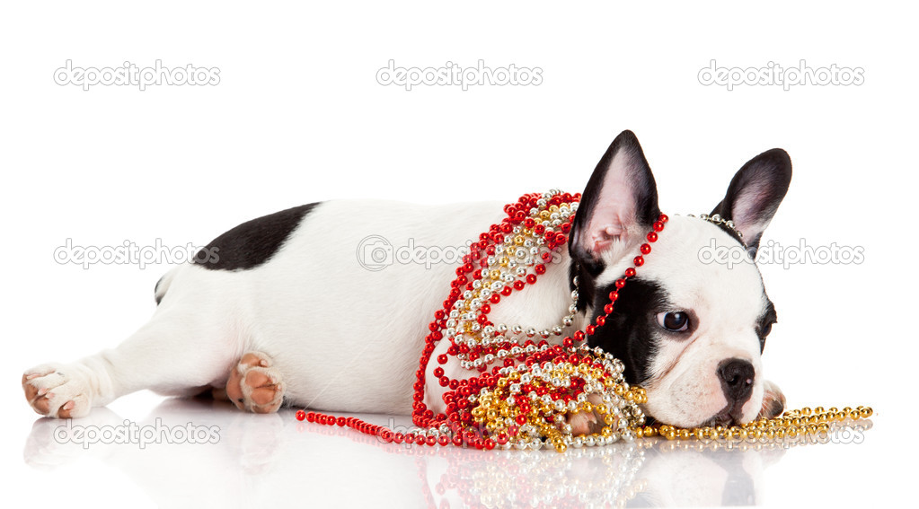 Adorable French Bulldog wearing jewelery on white background.