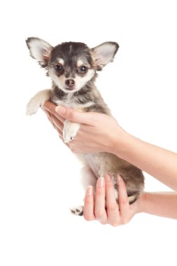 köpek yavrusu holding eller. el oturan köpek yavrusu.